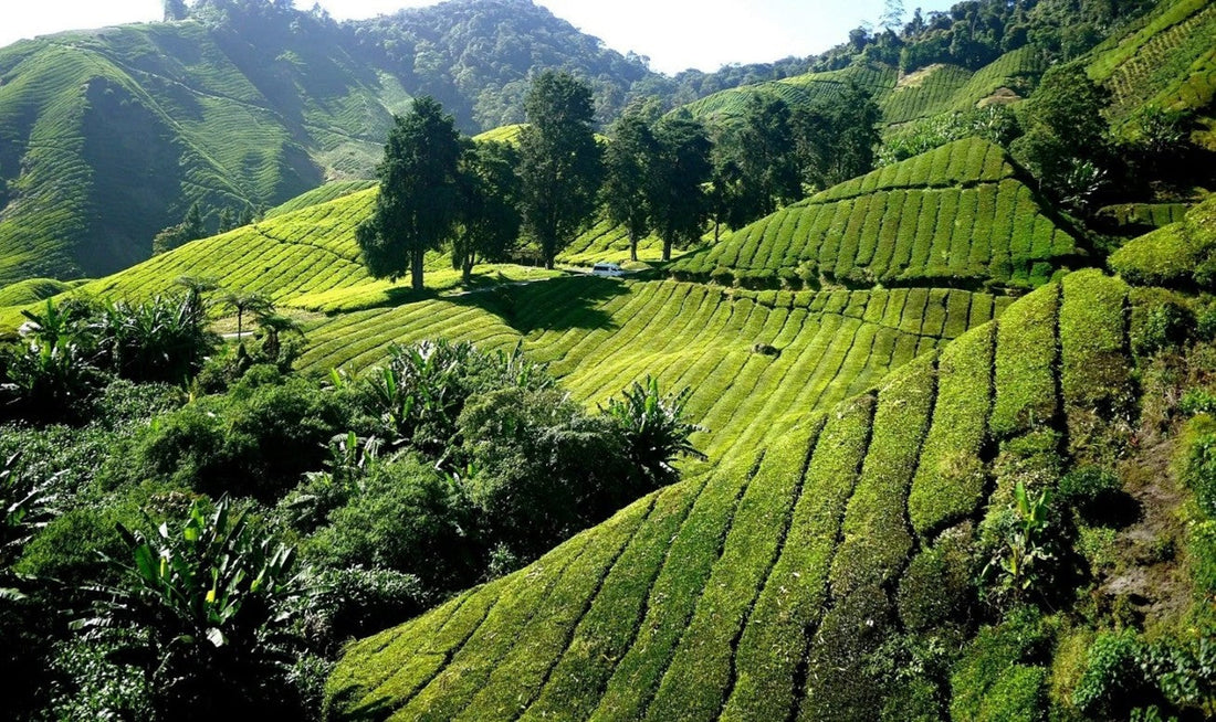 CLIMATE CHANGE AND TEA GROWING: HOW ENVIRONMENTAL SHIFTS ARE RESHAPING THE WORLD'S MOST BELOVED BEVERAGE