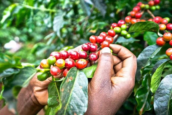 KENYAN COFFEE