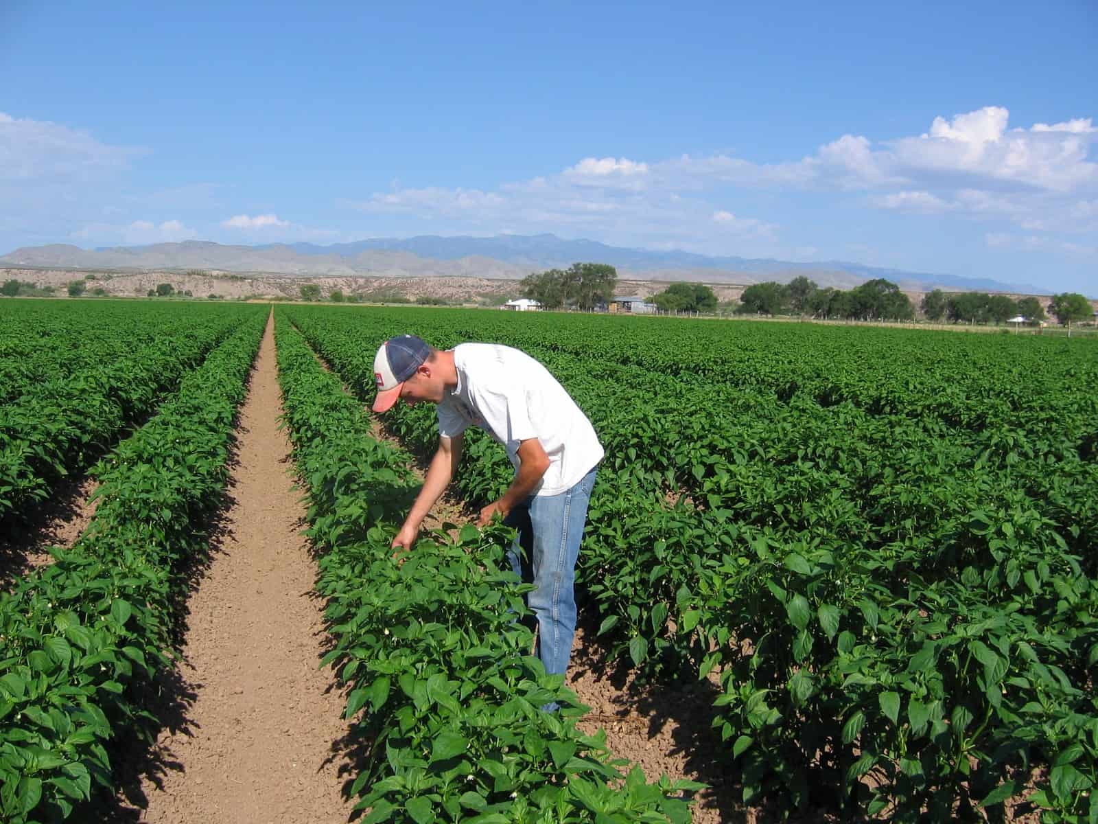 FRESH GREEN CHILE 2026 HARVEST PRE-ORDERS START JUNE 1ST = SAVE 10% OFF = HARVEST BEGINS AUGUST 2026
