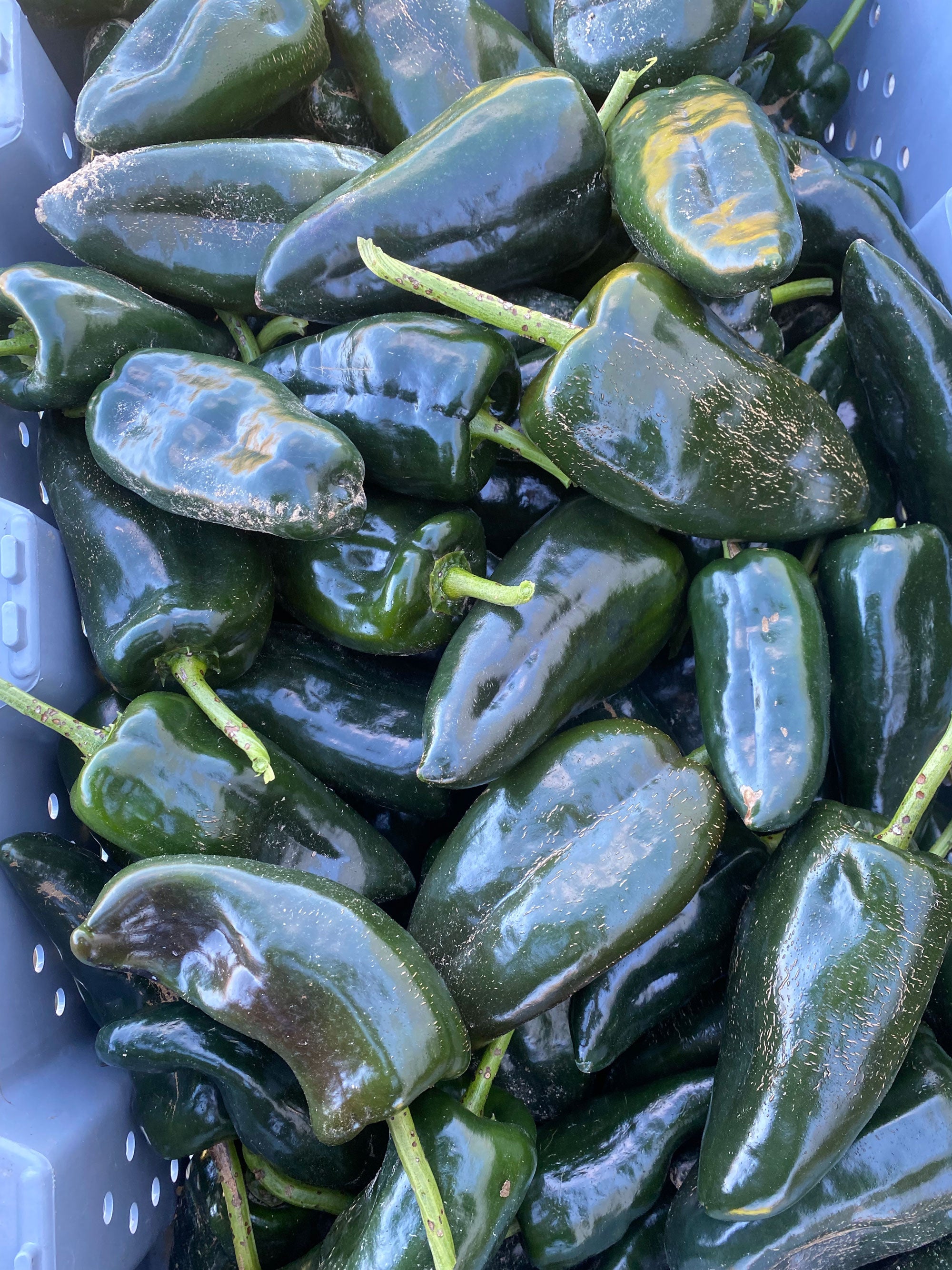 Salsa Roja - 12oz