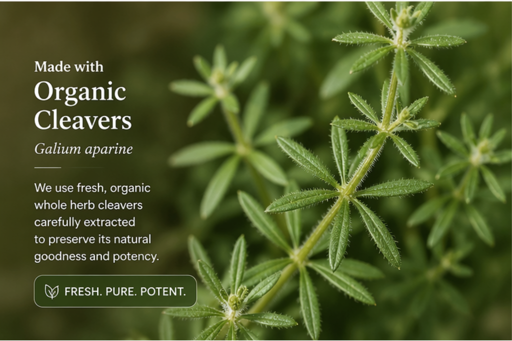 Lymphatic Reset — Cleavers Tincture | Organic Herbal Lymphatic Support