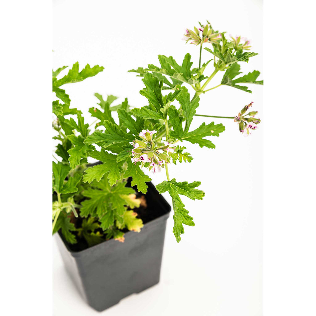 Citronella Bush