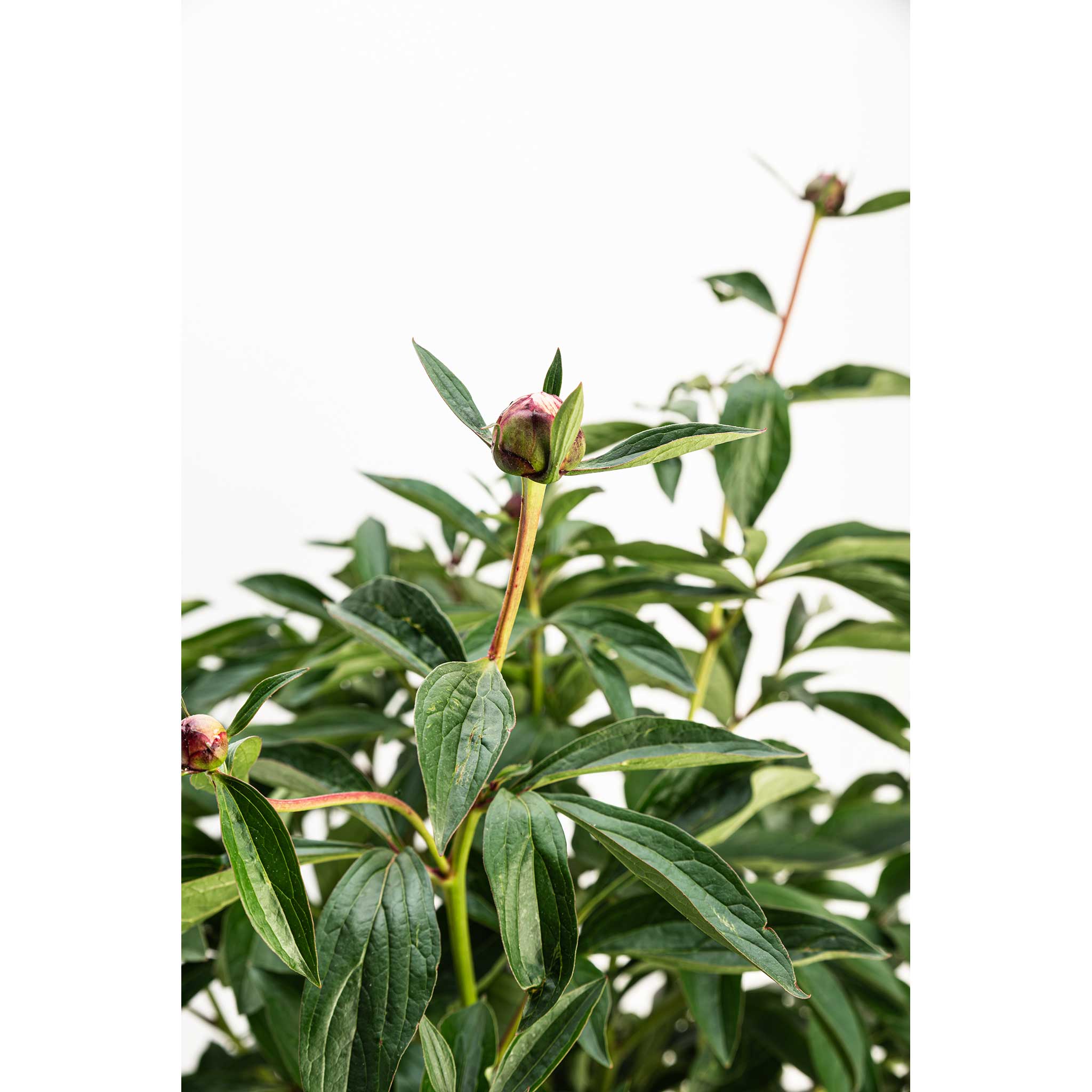 Sarah Bernhardt Peony