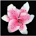 Pink Rubrum Single - Mini 72 pieces