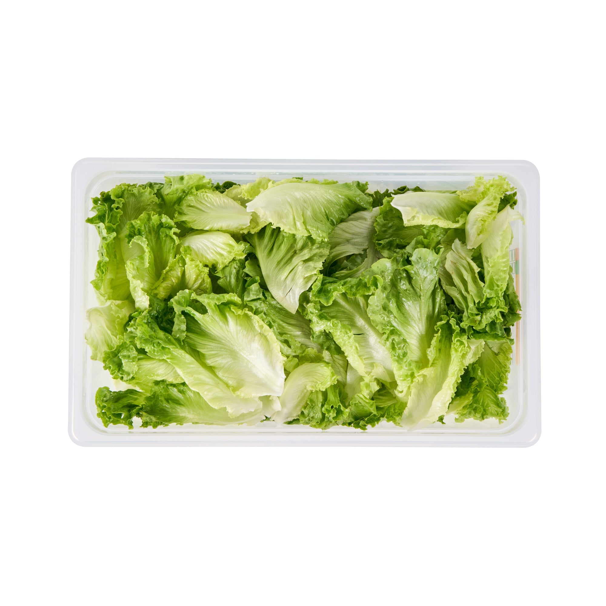Met Lux Rectangle White Polypropylene Full Size Food Pan - 6" Deep, with Label - 10 count box