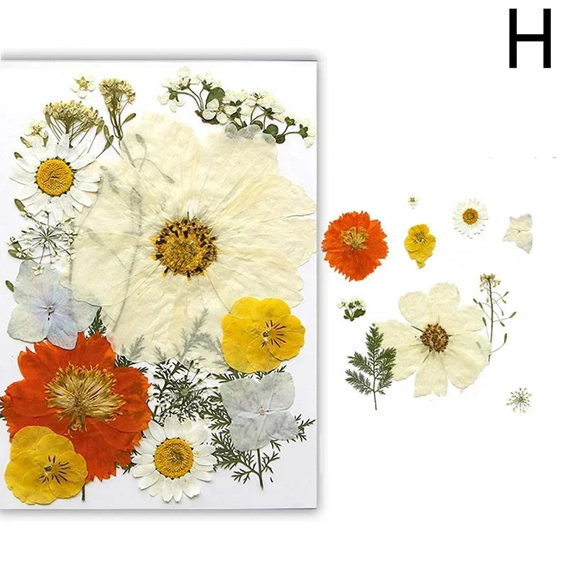 For Fun DIY Embossed Dried Flower Resin Fillings Real Flower for Home Decoration Nail Art Handicrafts Jewelry Making Crafts