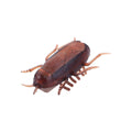 Electric Crawling Cockroach Toy | Realistic Prank Gift for Grownups