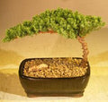Juniper Bonsai Tree-Small (Juniper Procumbens "nana")