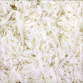 Coconut Medium Unsweetened