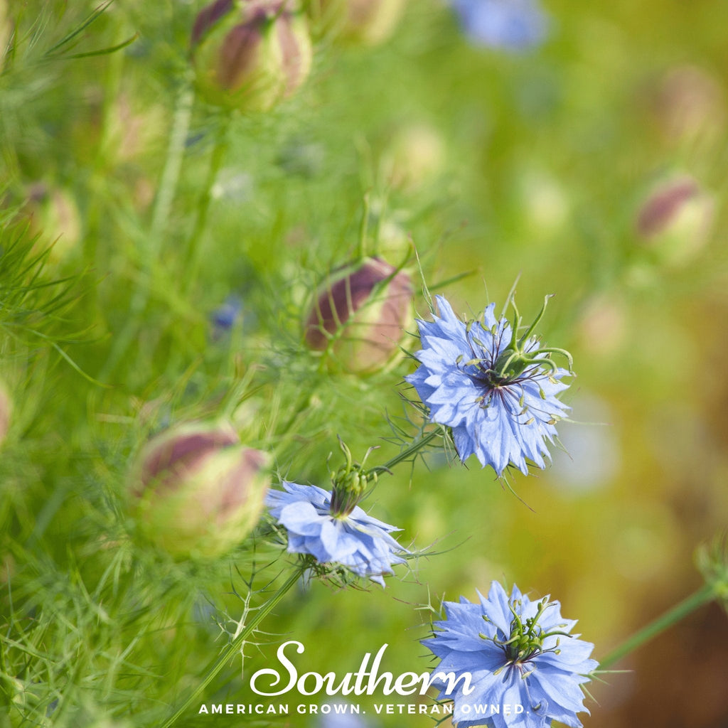 Black Cumin – 50 Seeds