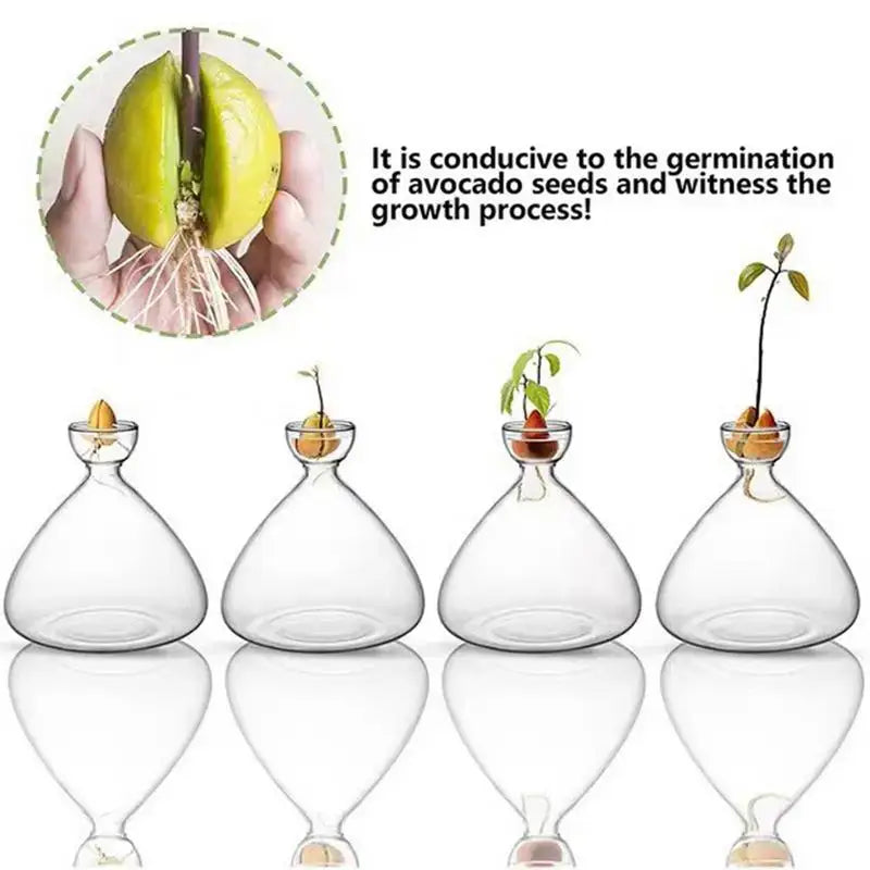 Clear glass avocado seed starter vase kitchen root grower