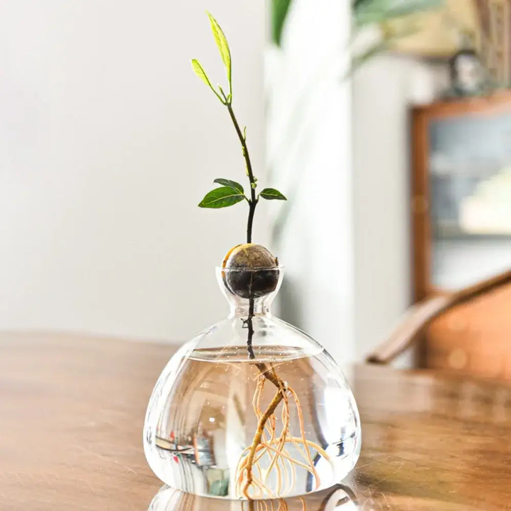 Clear glass hydroponic avocado starter kit kitchen decor growing vase