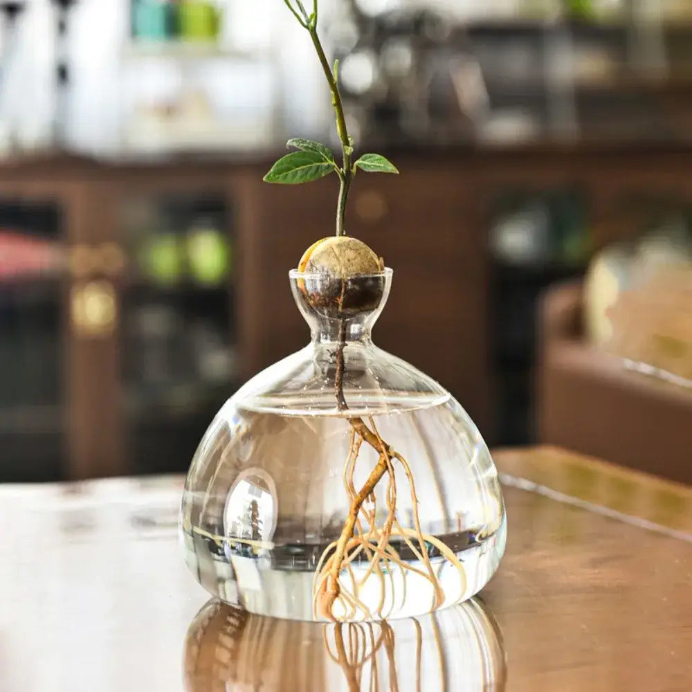 Clear glass hydroponic avocado starter kit kitchen decor growing vase
