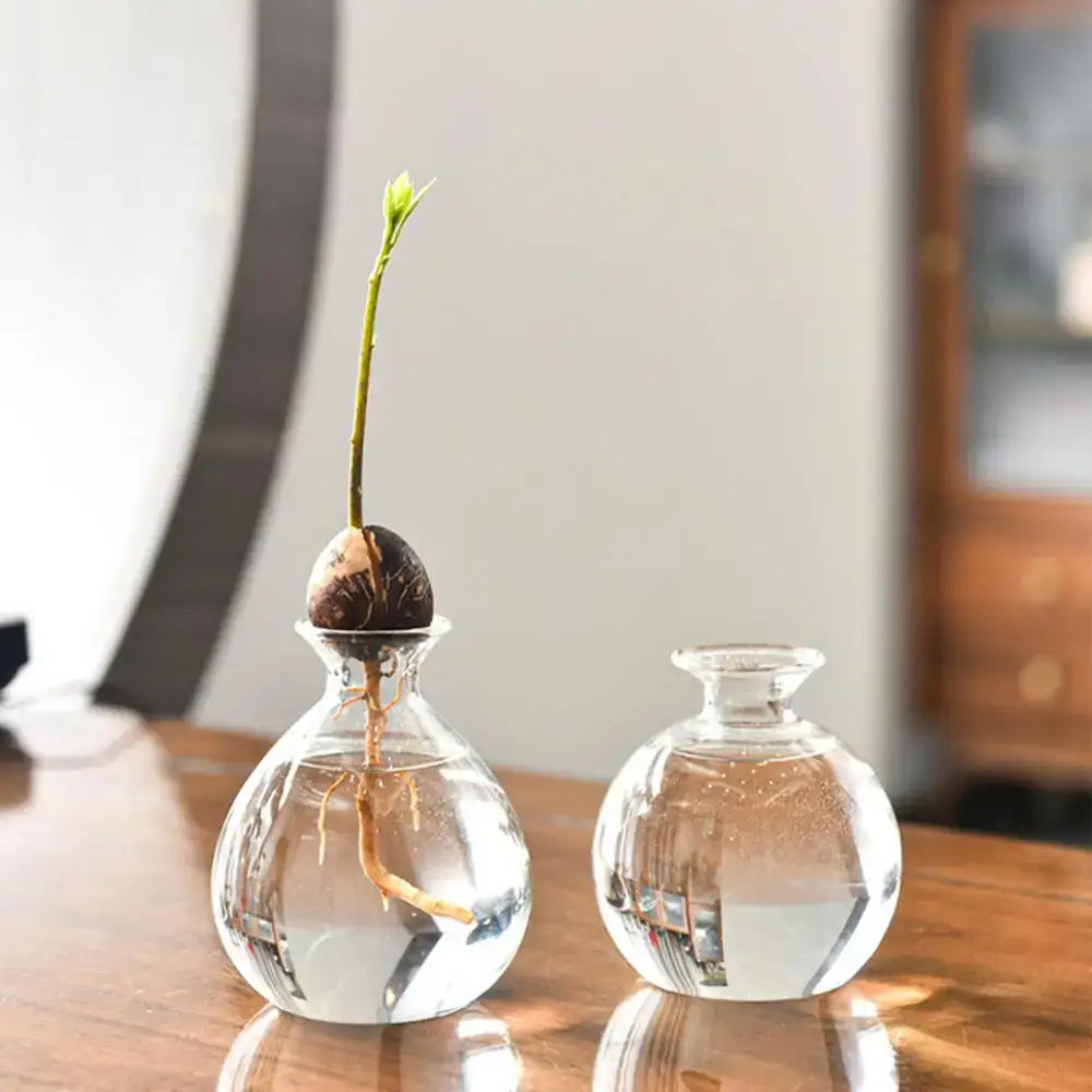 Clear glass avocado seed vase set of 4 kitchen hydroponic decor