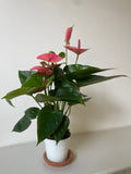 Anthurium 'Pink'
