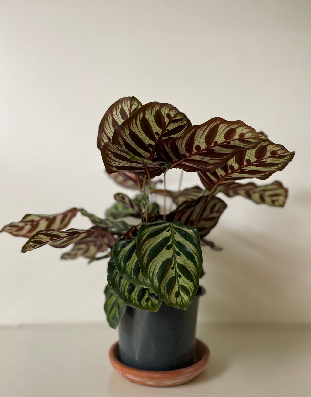 'Peacock' Makoyana Calathea