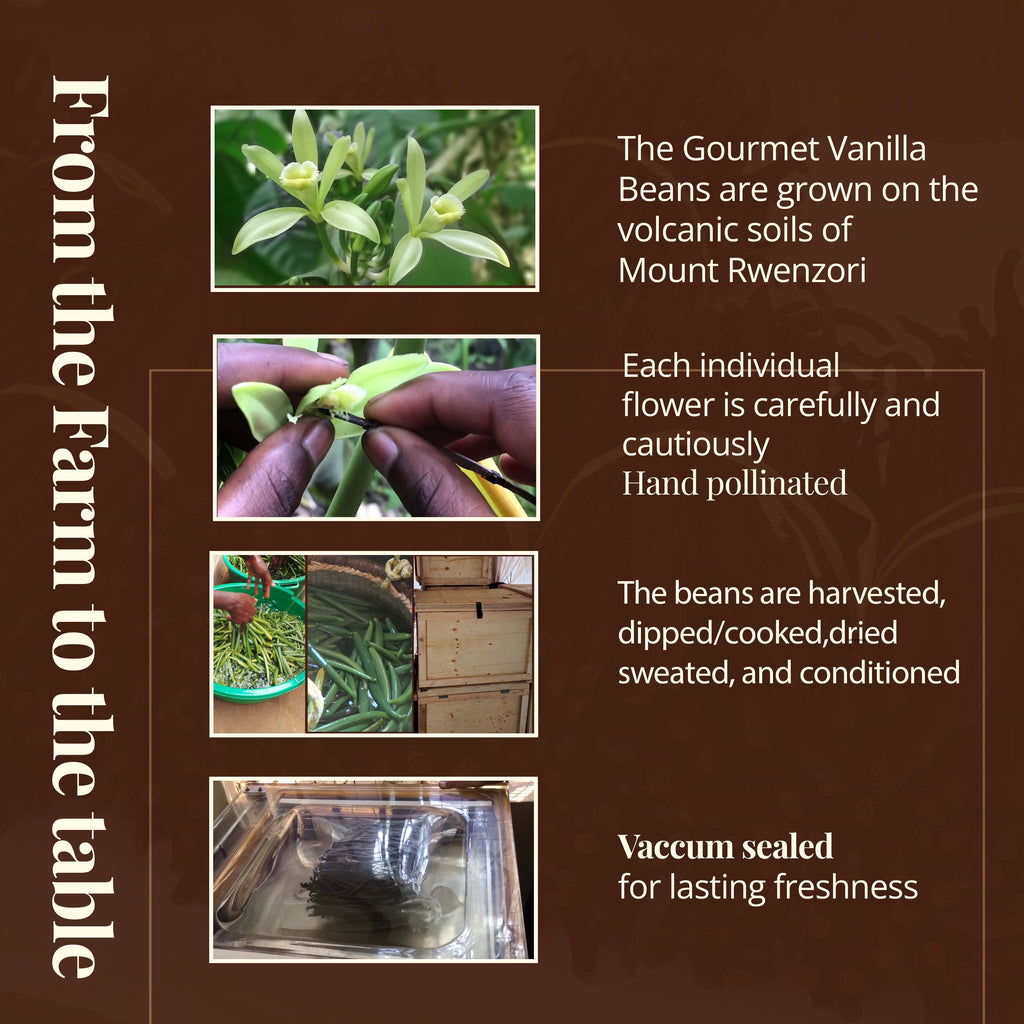 Grade A Ugandan Vanilla Beans – Whole Bulk Vanilla Pods for Baking & Extracts | Non-GMO