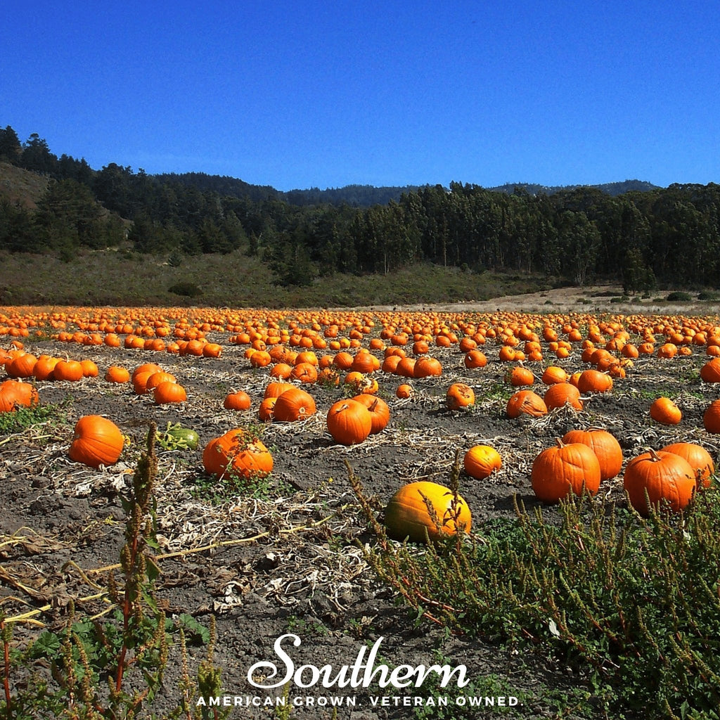 Jack O Lantern Pumpkin – 20 Seeds