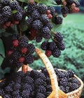 5 Black Hawk Raspberry Plants 1-2 Yr Old Rubus occidentalis Hardy Fruit, Cold-Hardy, High-Yielding, Self-Pollinating