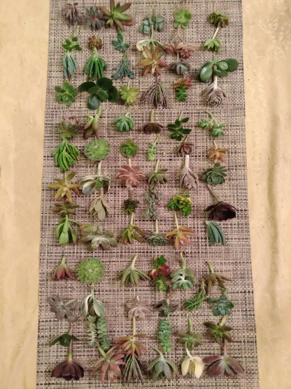 Premium Succulent Cuttings Set - 50 Varieties with 5 Rare Species - Ideal for Gardening and Decor, Mixed Colors