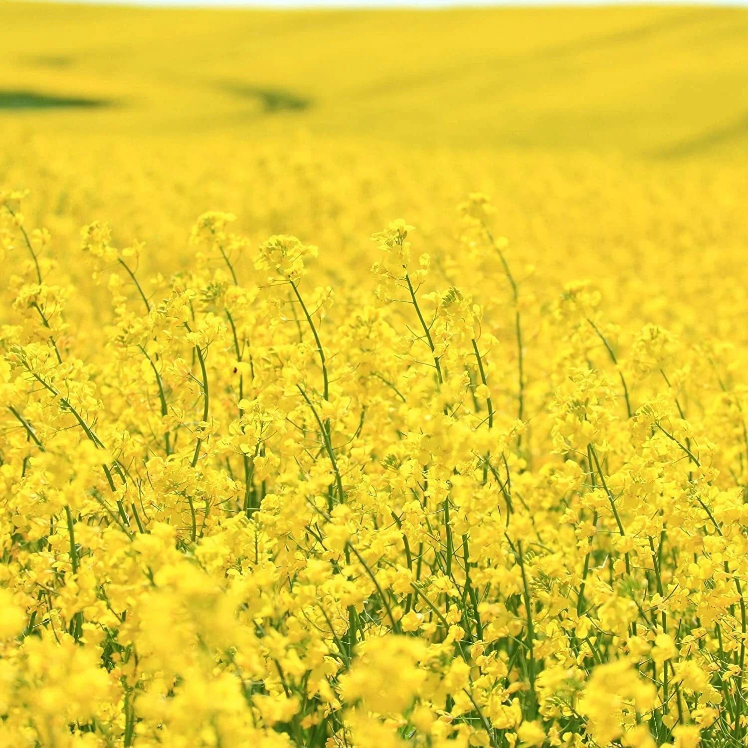 Brassica Dwarf Essex Forage Rape Seed 1 lb - Ideal for Food Plots & Cover Crops, Brassica napus