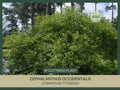 Buttonbush Cuttings 18" Fresh Cephalanthus occidentalis Native Plant