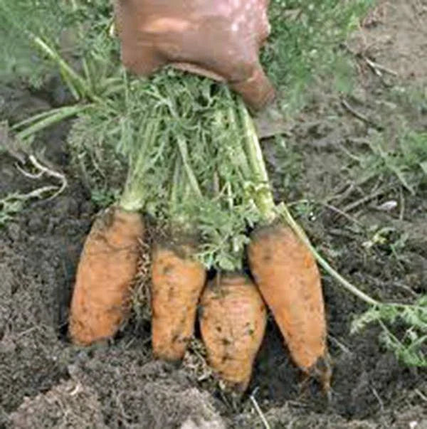 Carrot Seeds 100+ Heirloom Danvers Half Long Non-GMO Daucus carota