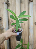 Jamun Fruit Tree Live Plant - Syzygium cumini - Indian Wax Apple - Java Plum - Tropical Fruit Tree