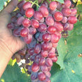 Crimson Vine Pot - Large Oval Red Seedless Table Grape Plant - T310A - Vitis vinifera