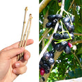 Jamun Fresh Cutting Scion 5x | Java Plum | Duhat | Cây Trâm | Prunus cerasifera