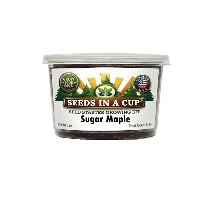 Sugar Maple Tree Grow Kit | Grow Sugar Maple from Seed | Seeds In A Cup®